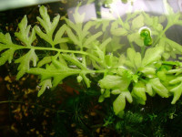 Снимка на Ceratopteris cornuta, (P. Beauvois,  Le Prieur, 1830)